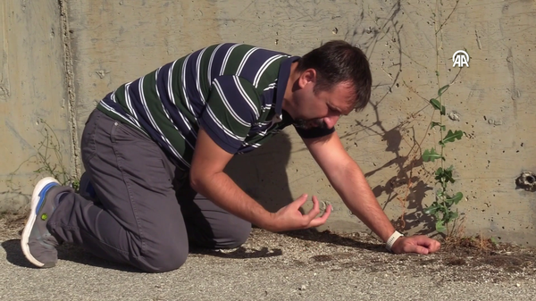 kara yosunu - Sputnik Türkiye