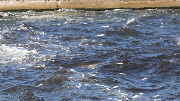 İzmir - Sputnik Türkiye