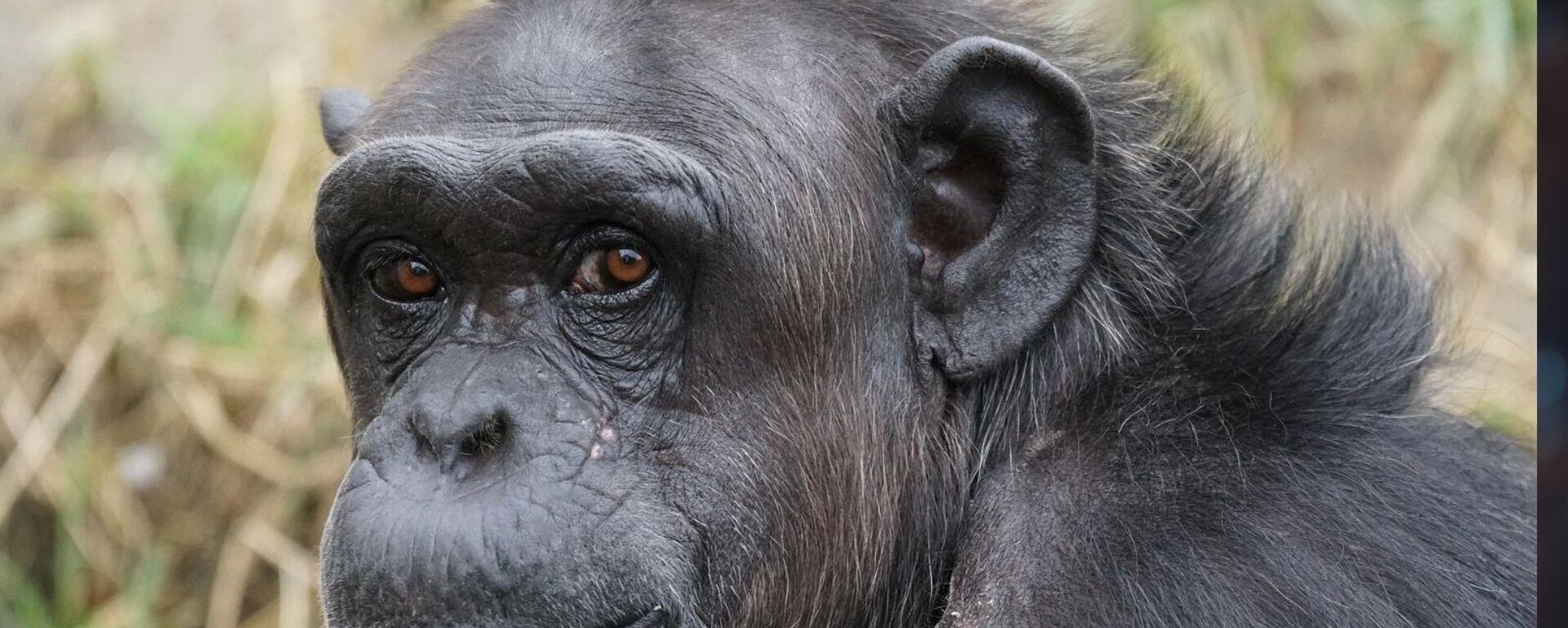 Şempanze - Sputnik Türkiye, 1920, 19.09.2025