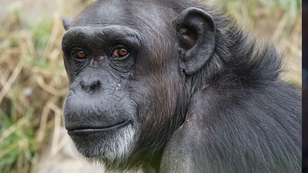 Şempanze - Sputnik Türkiye