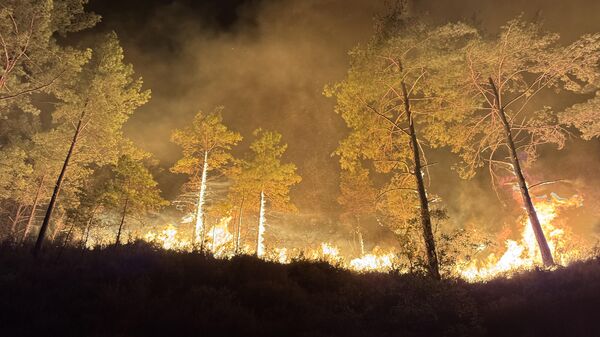 orman yangını - Sputnik Türkiye