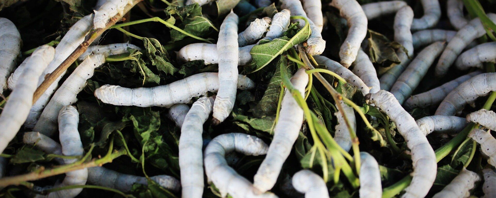 Worms - Sputnik Türkiye, 1920, 23.09.2025