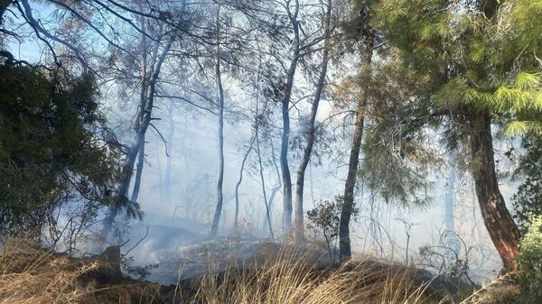 Antalya'da orman yangını - Sputnik Türkiye