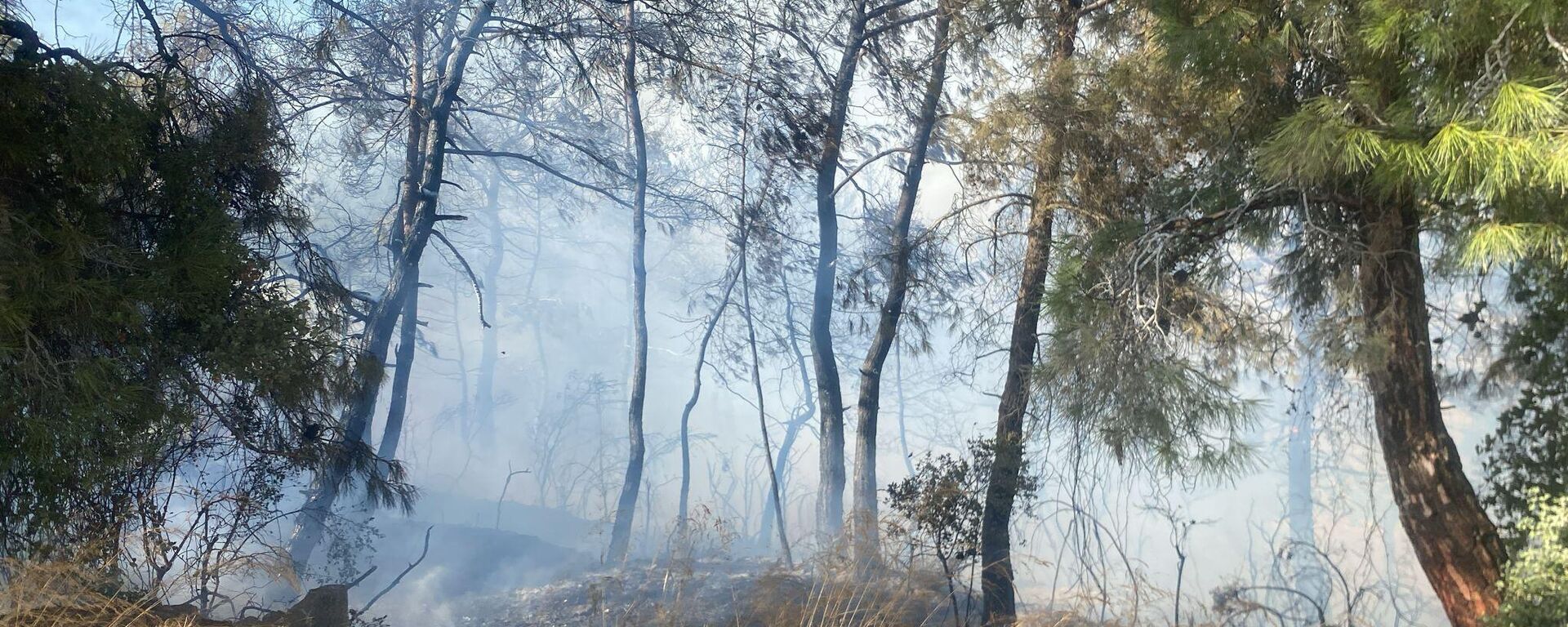 Antalya'da orman yangını - Sputnik Türkiye, 1920, 24.09.2025