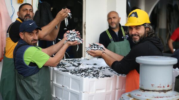 hamsi
 - Sputnik Türkiye