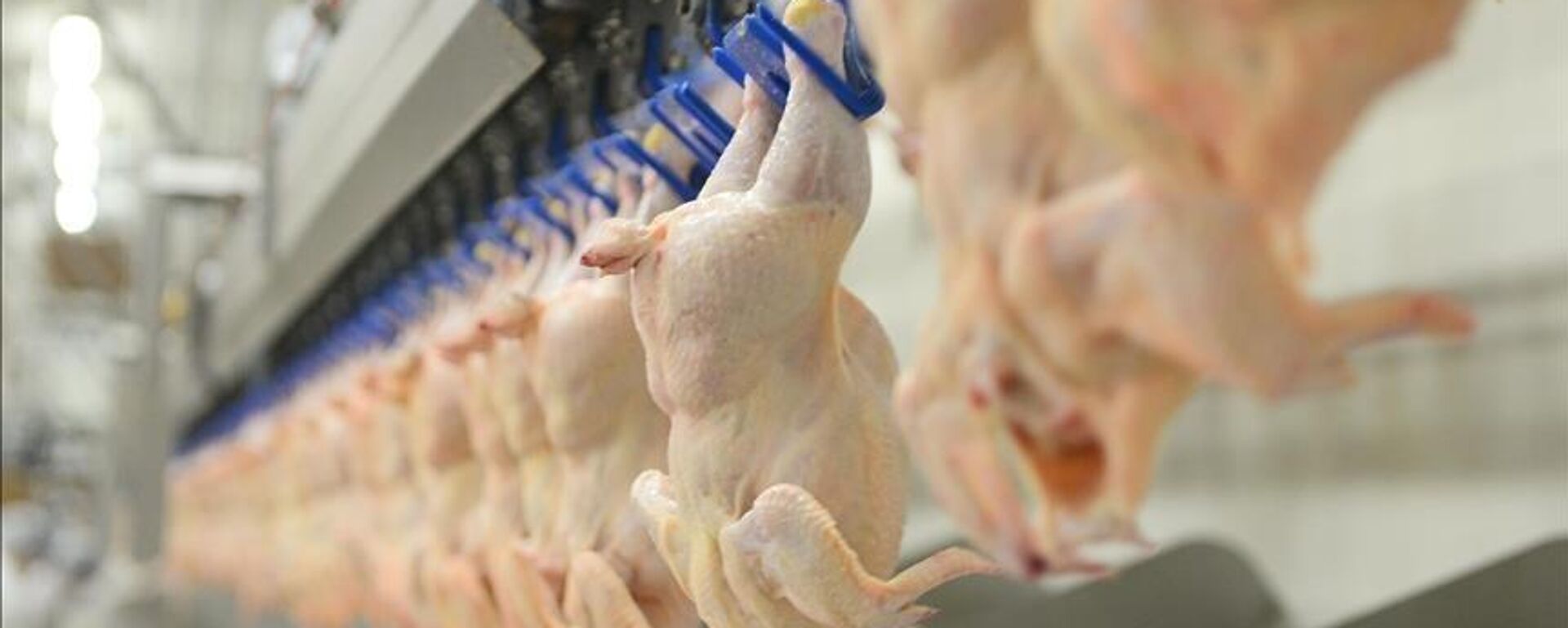 Tavuk - Sputnik Türkiye, 1920, 27.09.2025