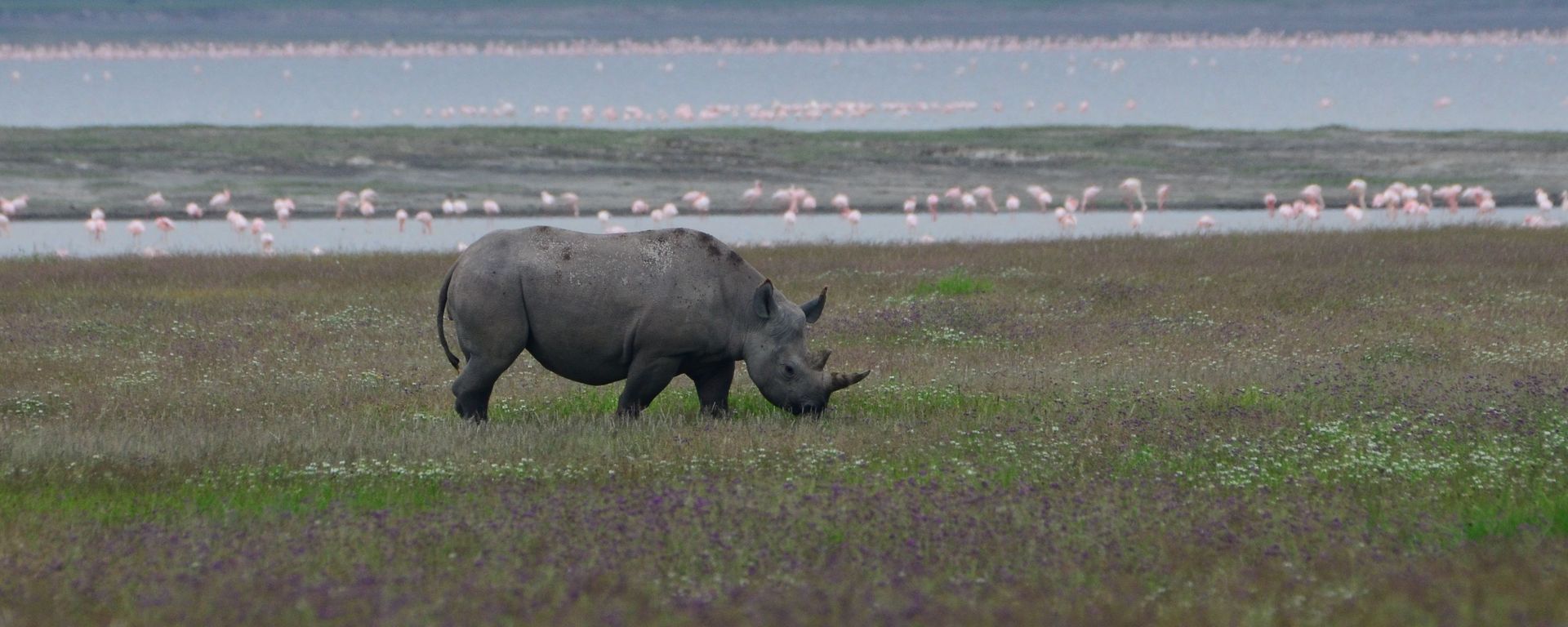 Black Rhino - Sputnik Türkiye, 1920, 28.09.2025