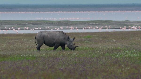 Black Rhino - Sputnik Türkiye