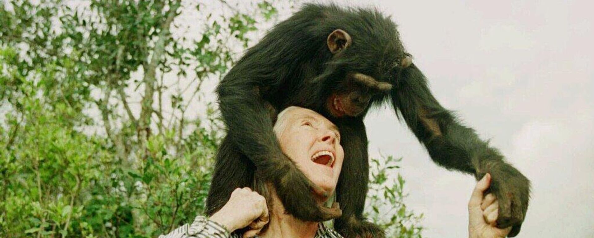 Jane Goodall hayatını kaybetti - Sputnik Türkiye, 1920, 02.10.2025
