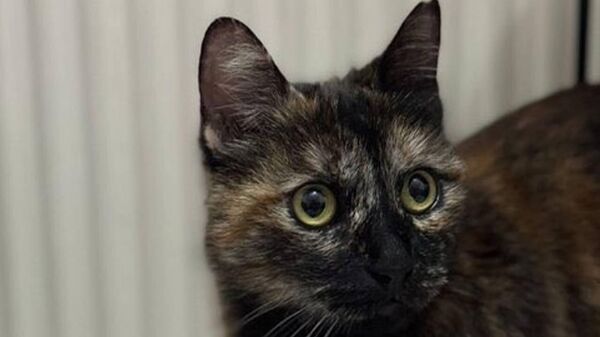 Cezvenin katiline indirimsiz 3 yıl 8 ay hapis cezası - Sputnik Türkiye