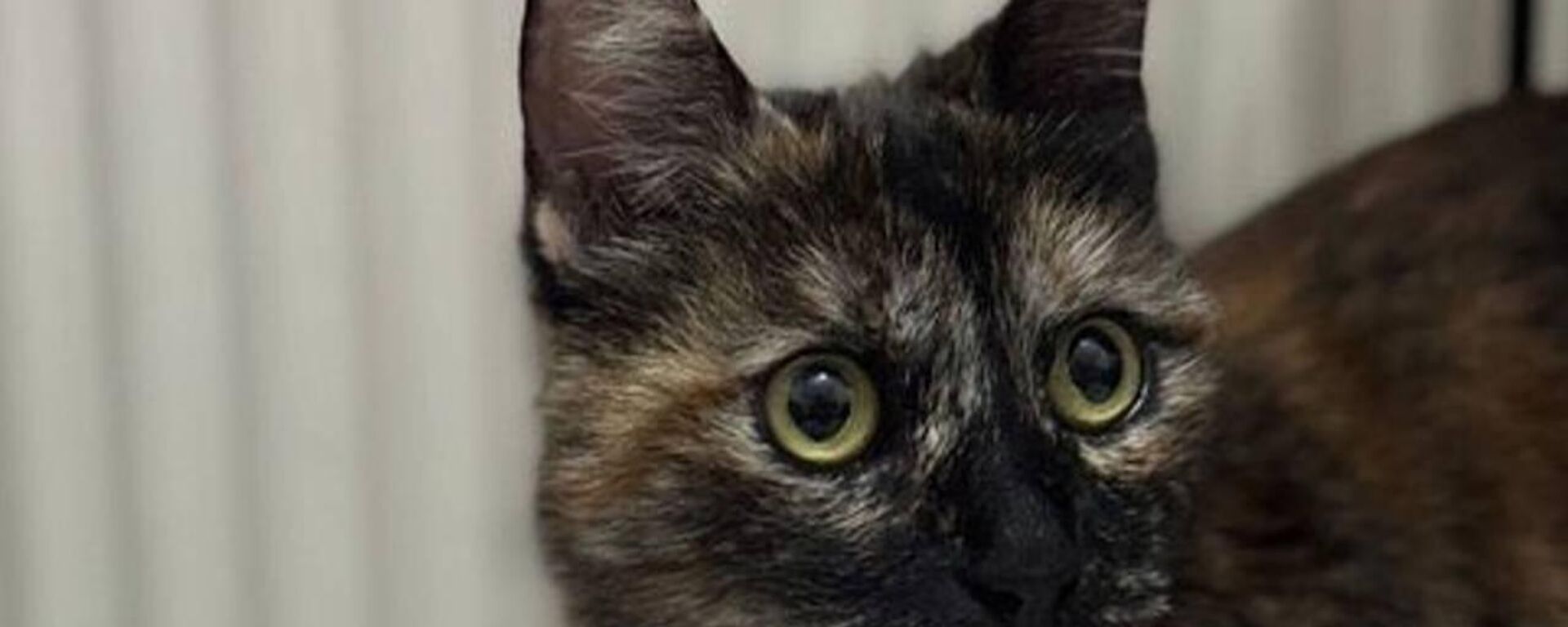 Cezvenin katiline indirimsiz 3 yıl 8 ay hapis cezası - Sputnik Türkiye, 1920, 06.10.2025