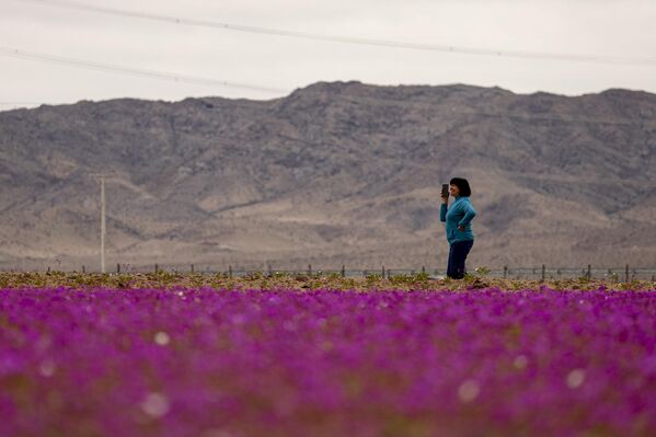 Bu nadir fenomen, özellikle El Nino etkisiyle gerçekleşiyor ve çölün yüzeyinde yıllarca toprakta bekleyen tohumlar yağışla birlikte çiçek açıyor. - Sputnik Türkiye