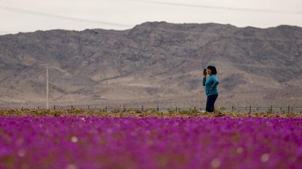 Dünyanın en kurak çölü olan Atacama Çölü, Şili’de olağandışı yağışların ardından çiçek açtı - Sputnik Türkiye