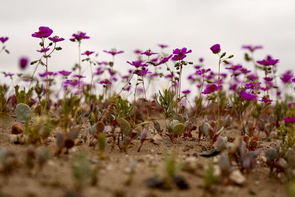 Bu dönemde 200 belgelenmiş farklı bitki türü de ortaya çıkıyor. - Sputnik Türkiye