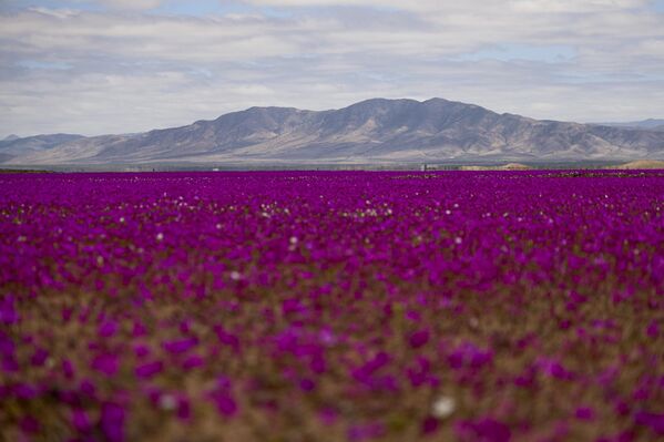 Dünyanın en kurak bölgelerinden biri olarak bilinen bu çöl, son günlerde Copiapó çevresinde mor ve beyaz tonlarında binlerce çiçekle kaplandı. - Sputnik Türkiye