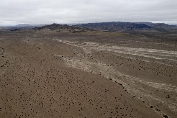 Bilim insanları, Atacama Çölü’nün her 5 ila 7 yılda bir kez çiçeklendiğini ve bu olayın Desierto Florido (Çiçek Açan Çöl) olarak adlandırıldığını belirtiyor. - Sputnik Türkiye