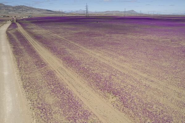 Şili’nin kuzeyinde yer alan Atacama Çölü, olağandışı yağışlar sayesinde beklenmedik bir güzelliğe büründü.  - Sputnik Türkiye