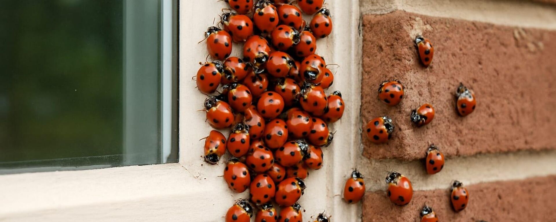 Uğur böceği istilası - Sputnik Türkiye, 1920, 07.10.2025