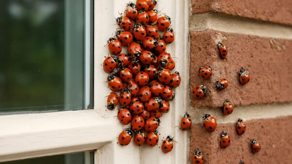 Uğur böceği istilası - Sputnik Türkiye