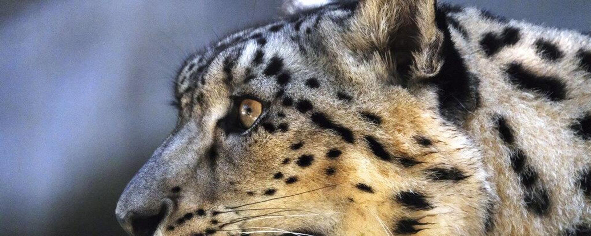 Kar Leoparı - Sputnik Türkiye, 1920, 12.10.2025