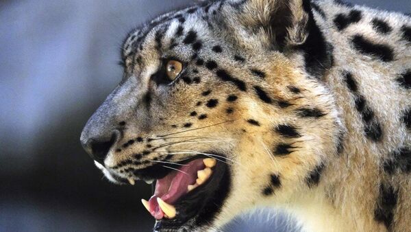 Kar Leoparı - Sputnik Türkiye