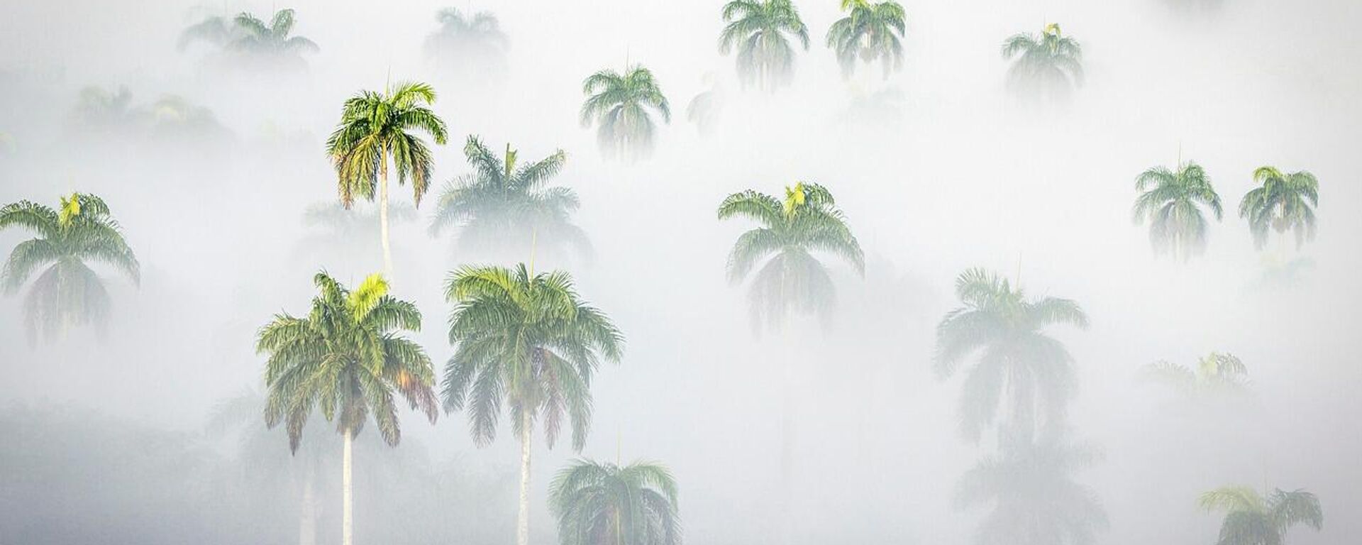 Avustralya'nın tropikal ormanları artık emdiğinden daha fazla karbondioksit salıyor - Sputnik Türkiye, 1920, 16.10.2025