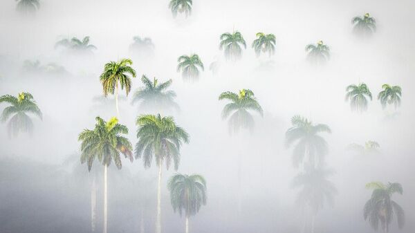 Avustralya'nın tropikal ormanları artık emdiğinden daha fazla karbondioksit salıyor - Sputnik Türkiye