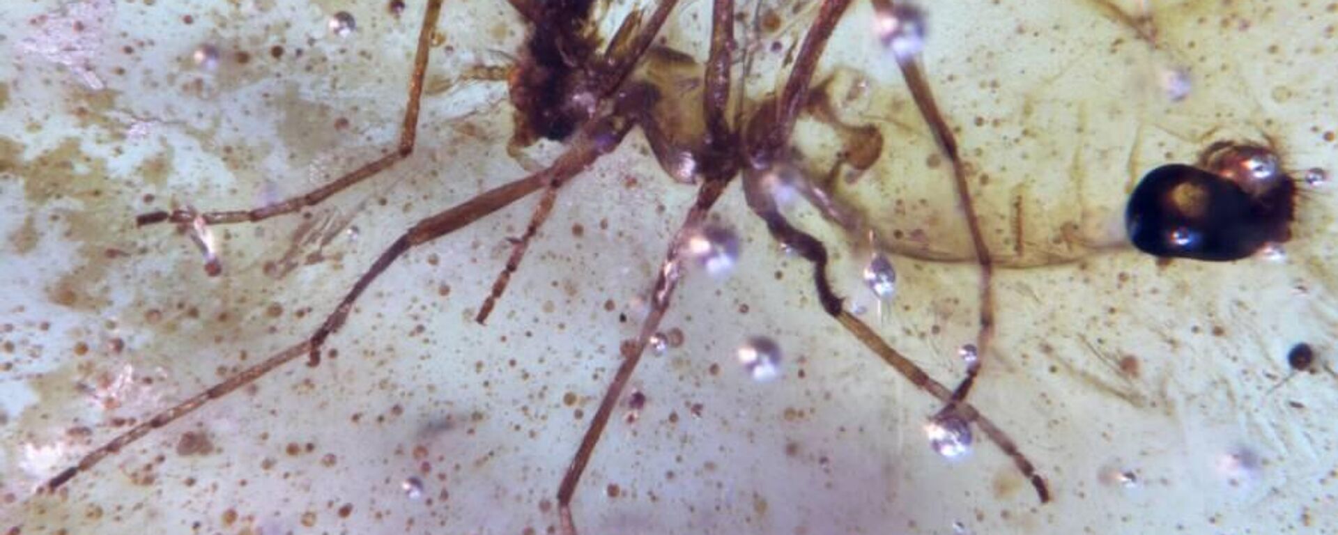 Amazon’un derinliklerinde 112 milyon yıllık örümcek ağı bulundu: Çağ öncesi 21 böcek 'tuzağa' yakalanmış - Sputnik Türkiye, 1920, 16.10.2025