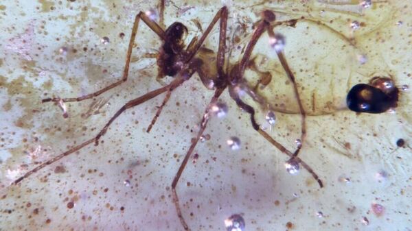 Amazon’un derinliklerinde 112 milyon yıllık örümcek ağı bulundu: Çağ öncesi 21 böcek 'tuzağa' yakalanmış - Sputnik Türkiye
