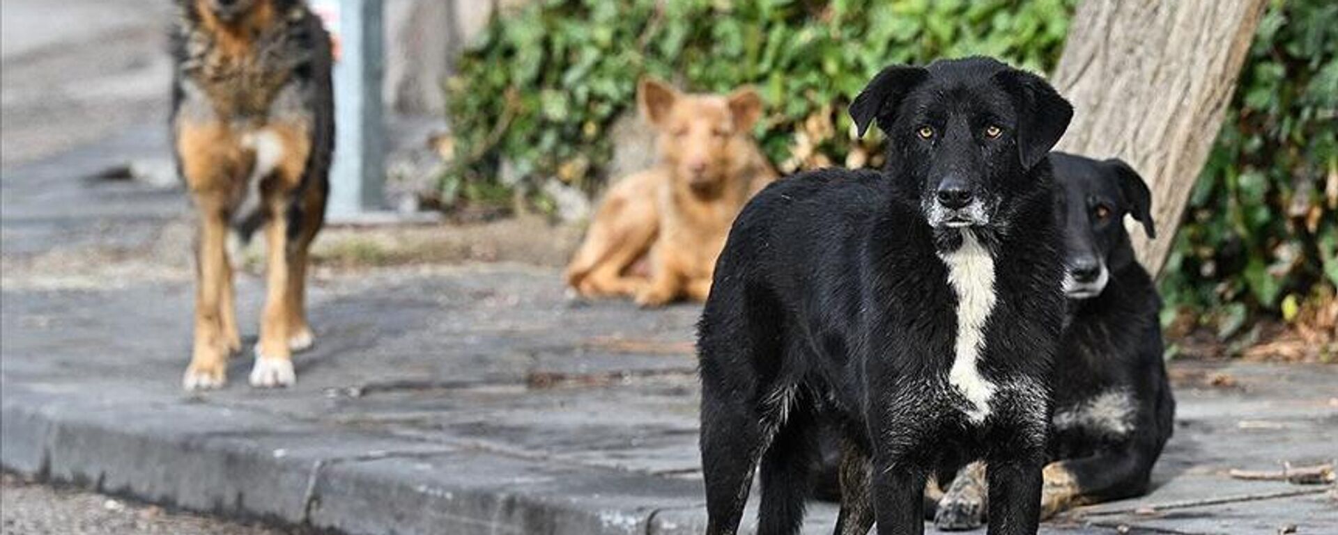 Sahipsiz sokak hayvanı - Sputnik Türkiye, 1920, 17.10.2025