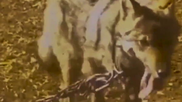 Van'da yakaladığı kurdu tasmayla bahçesine bağlayan kişiye ceza: Kurdu Jandarma kurtardı - Sputnik Türkiye