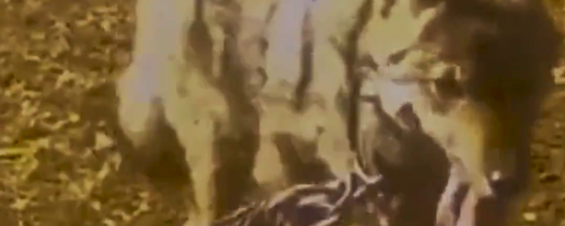 Van'da yakaladığı kurdu tasmayla bahçesine bağlayan kişiye ceza: Kurdu Jandarma kurtardı - Sputnik Türkiye, 1920, 17.10.2025