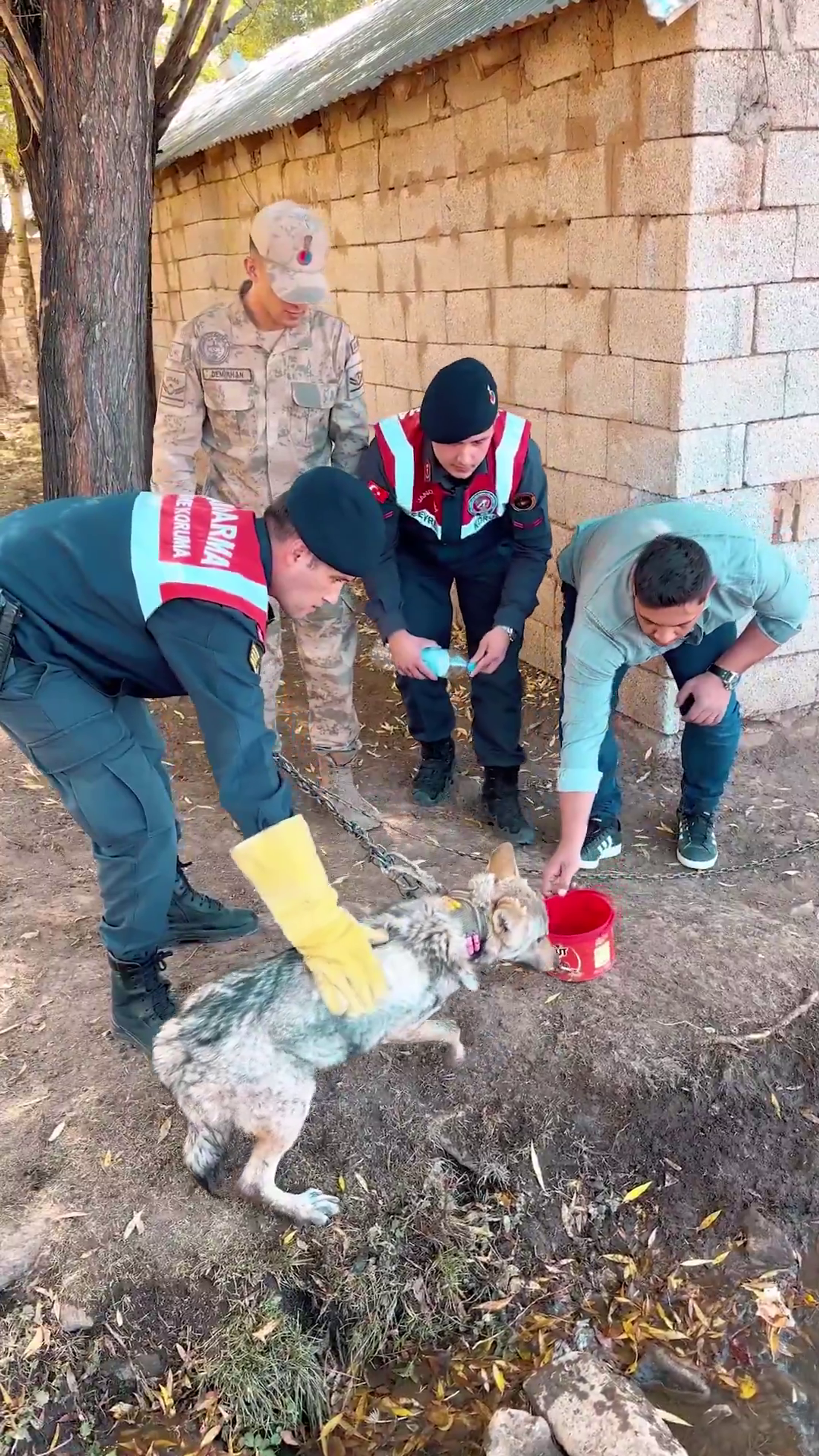 Van'da yakaladığı kurdu tasmayla bahçesine bağlayan kişiye ceza: Kurdu Jandarma kurtardı - Sputnik Türkiye, 1920, 17.10.2025