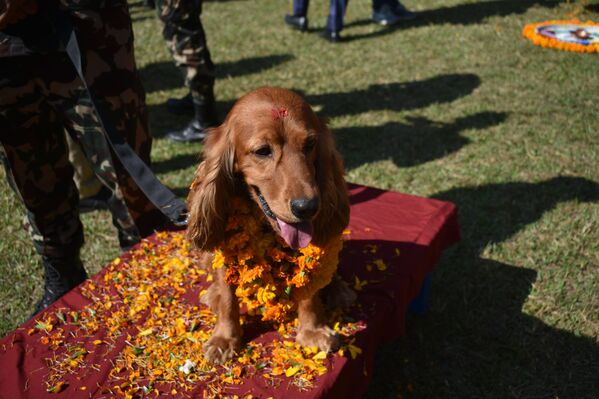 Hindu inanışına göre ölüm tanrısı Yamraj’ın habercisi olarak görülen köpekler, güvenliği simgelemeleri ve insanın sadık dostu olmaları nedeniyle çiçeklerle süslenip özel ritüellerle onurlandırıldı. - Sputnik Türkiye