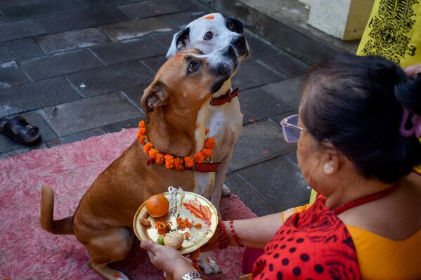 Nepal’in başkenti Katmandu’da, Tihar Festivali kapsamında düzenlenen “Kukur Tihar” (Köpekleri Onurlandırma Günü) etkinliğinde köpekler süslenerek kutsandı.  - Sputnik Türkiye