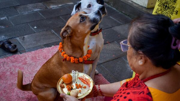 Nepal'de Köpek Festivali - Sputnik Türkiye