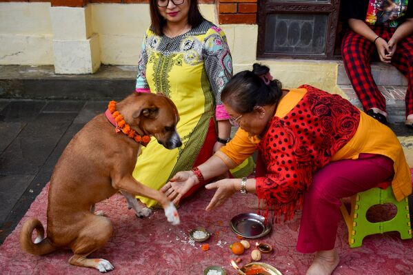 Kukur Tihar, Nepal’de kutlanan Tihar festivalinin ikinci günüdür. Bu gün köpeklere özel olarak adanmıştır. - Sputnik Türkiye