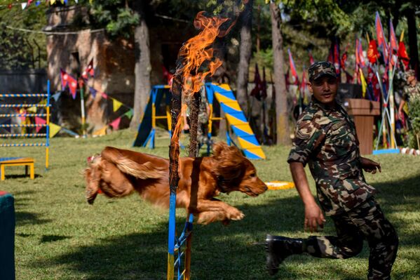 Köpekler Hindu inancında ölüm tanrısı Yama’nın habercileri olarak kabul edilir. Bu nedenle onlara saygı göstermek kutsal bir görev sayılır. Köpeklerin boynuna çiçekten yapılmış çelenkler takılır. - Sputnik Türkiye