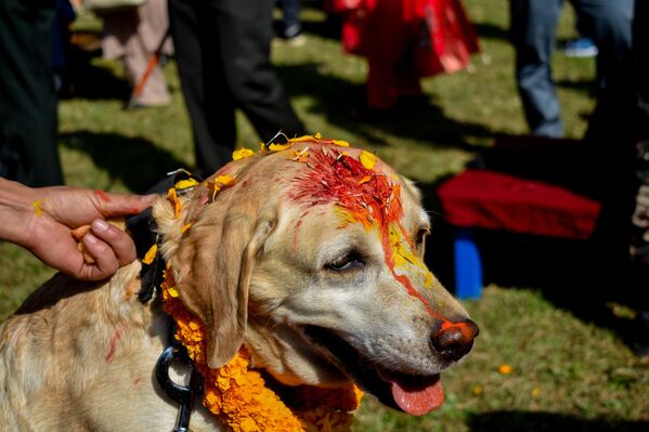 Alınlarına kırmızı tika sürülür.Onlara et, süt, yumurta gibi özel yiyecekler verilir. Evcil köpeklerin yanında sokak köpekleri de onurlandırılır. - Sputnik Türkiye