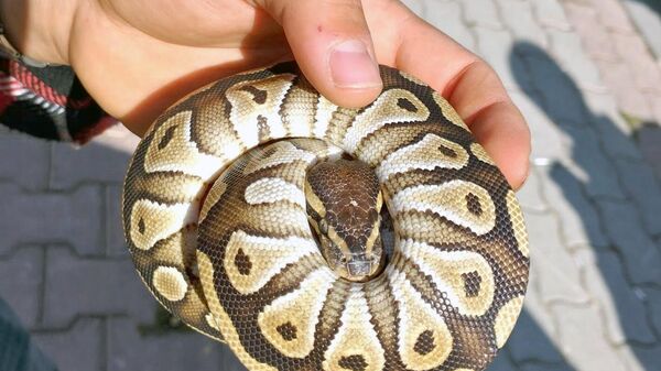 Konya'da asayiş kontrolü sırasında bir kişinin cebinden yavru piton çıktı
 - Sputnik Türkiye