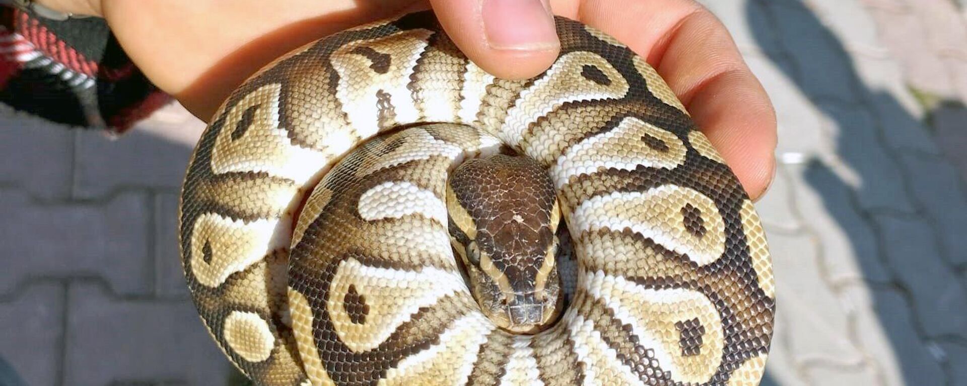 Konya'da asayiş kontrolü sırasında bir kişinin cebinden yavru piton çıktı
 - Sputnik Türkiye, 1920, 20.10.2025