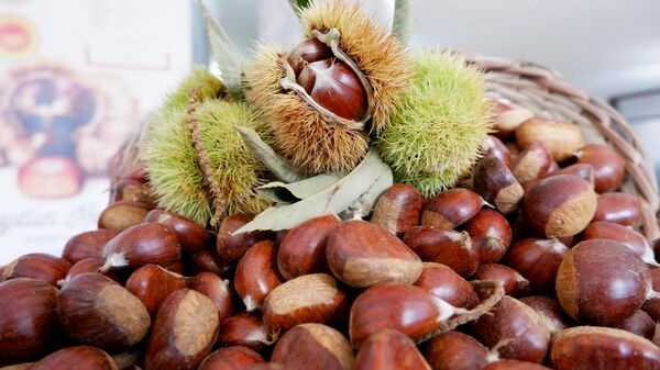 Kestane - Sputnik Türkiye