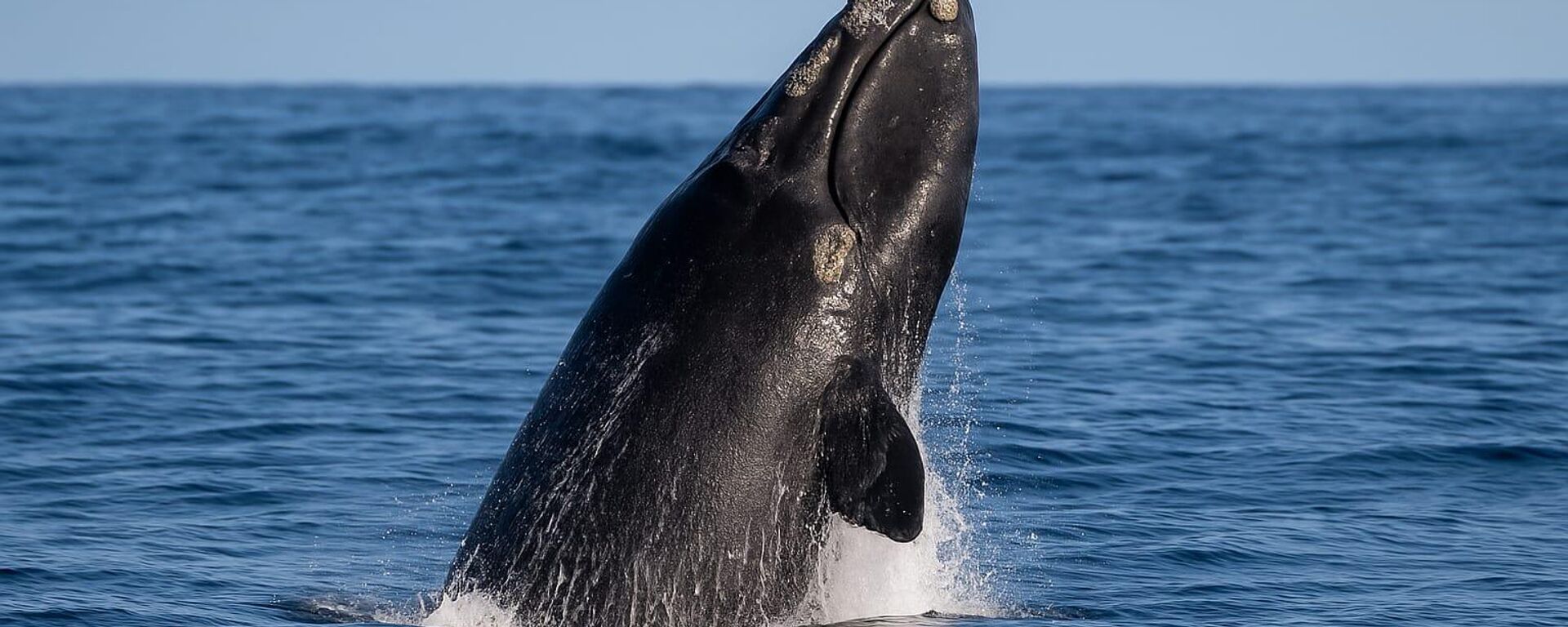 balina - Sputnik Türkiye, 1920, 21.10.2025