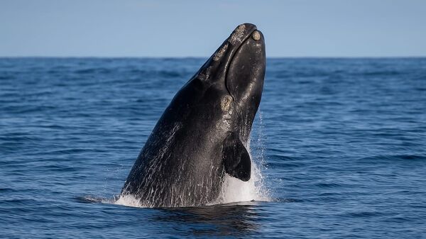 balina - Sputnik Türkiye