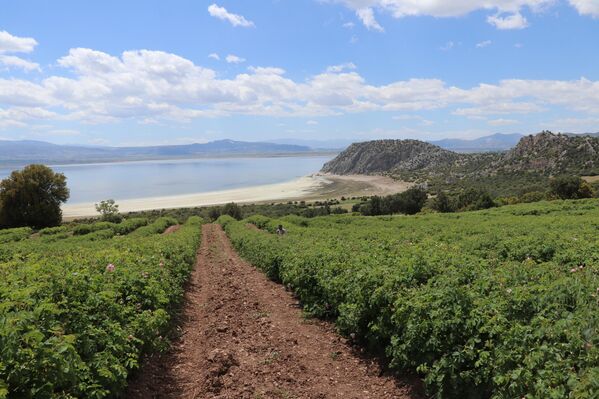 Çalışmada uluslararası örnekler, özellikle Aral Gölü tecrübelerinden faydalanılacak. Şu anda analiz safhasında 49 farklı toprak ve su numunesi alınarak saha rehabilitasyonunda kullanılacak bitki desenleri belirlenecek. - Sputnik Türkiye