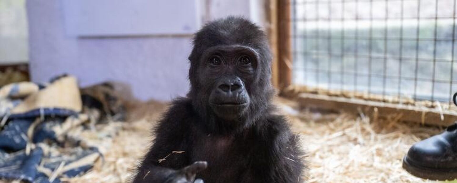 Yavru goril Zeytin - Sputnik Türkiye, 1920, 24.10.2025
