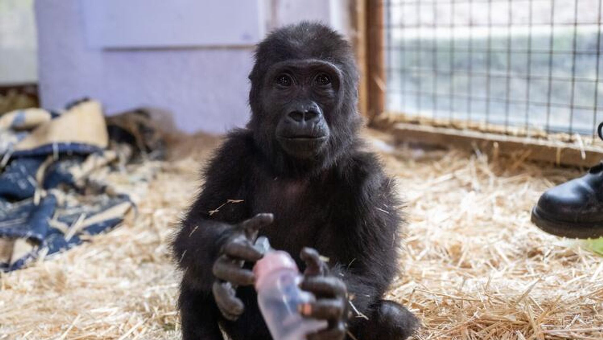 Yavru goril Zeytin Yavru goril Zeytin - Sputnik Türkiye, 1920, 24.10.2025