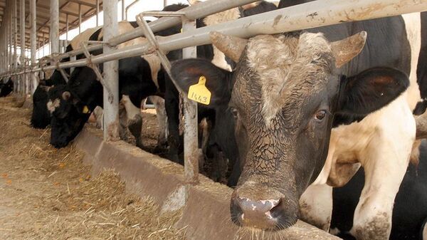 Deli dana hastalığı - Sputnik Türkiye