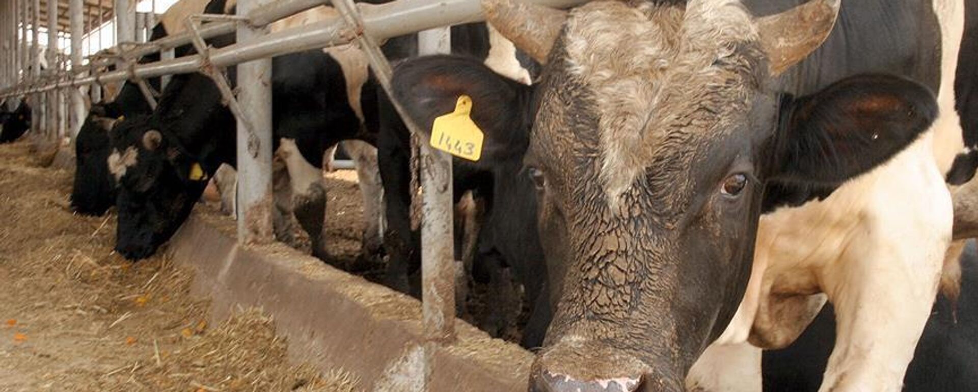 Deli dana hastalığı - Sputnik Türkiye, 1920, 24.10.2025