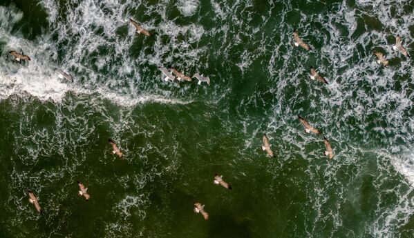 Balıkçı teknelerinin ardında süzülen, limanda balık bekleyen veya gün batımında gökyüzünü dolduran martılar, Sinop’un simgesi haline gelmiş durumda. - Sputnik Türkiye